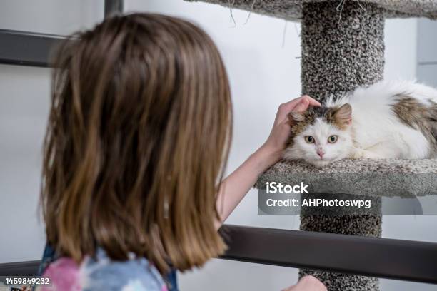 Petting Cat On Cat Tower Stock Photo - Download Image Now - 12-13 Years, Adolescence, Animal