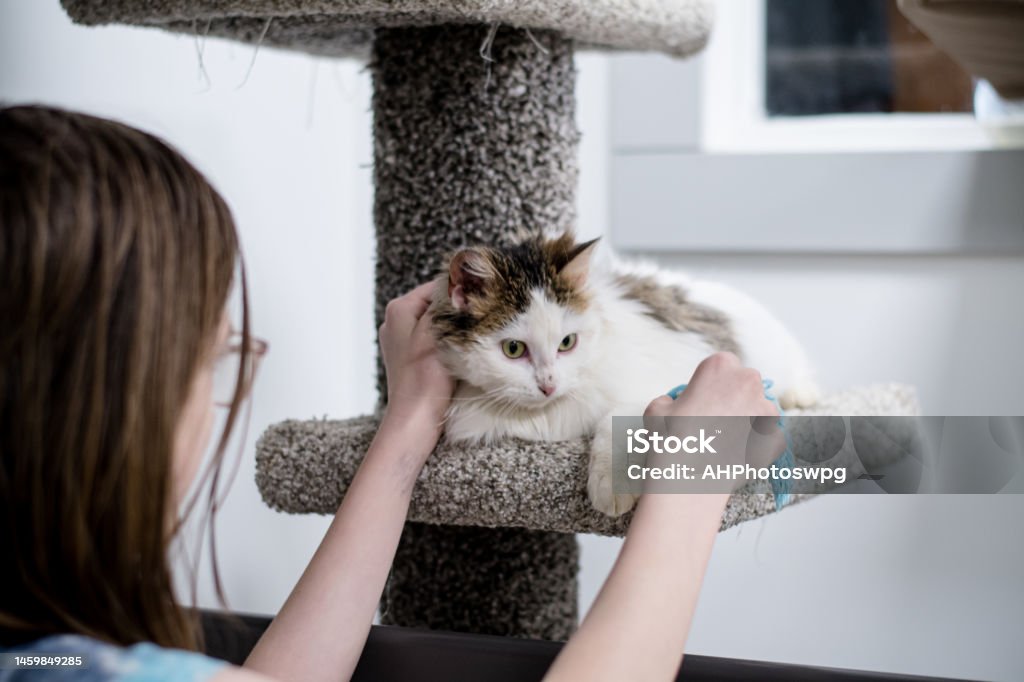 Petting cat on cat tower the canadian teen is petting the cat that is on a cat tower 12-13 Years Stock Photo