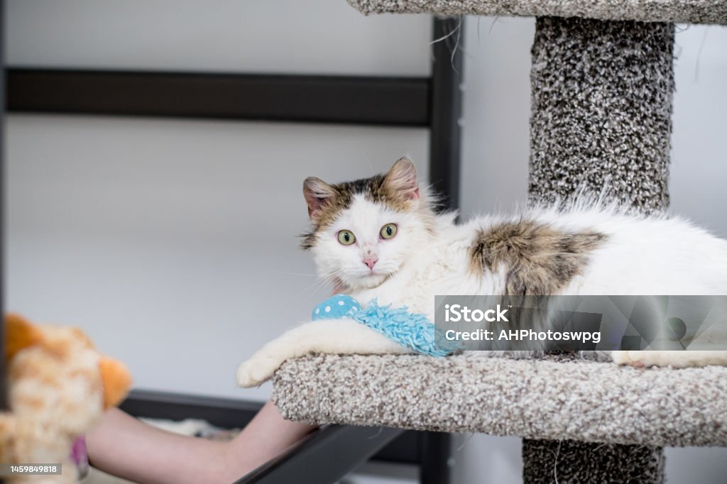 playing with cat on tower The canadian teen is trying to coax a cat into playing with her while on a cat tower 12-13 Years Stock Photo