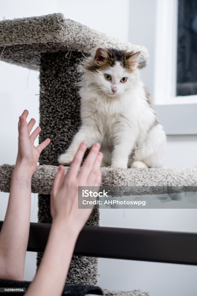 taking cat from cat tower The teen is reaching up to grab the cat from their special cat tower 12-13 Years Stock Photo