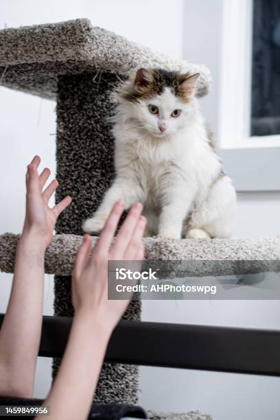 Taking Cat From Cat Tower Stock Photo - Download Image Now - 12-13 Years, Adolescence, Animal