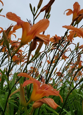 Field of orange Lilly in summer