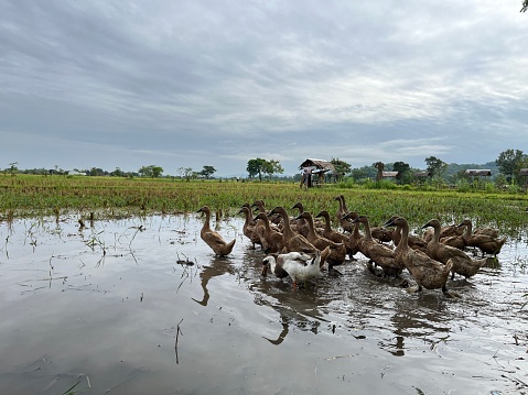 Shot of a group of ducks walking across a rice field in Ubud, Bali.