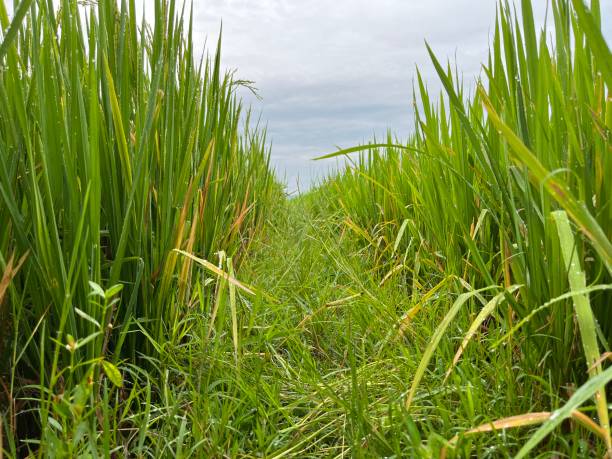 istock Green paddy field with walk path on the center 1459853679
