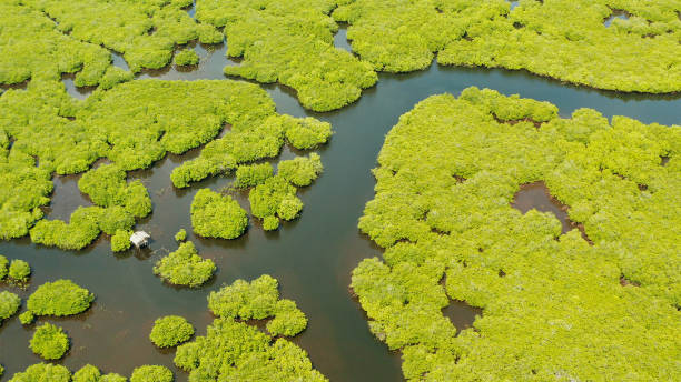 istock Aerial view of Mangrove forest and river. 1459854113