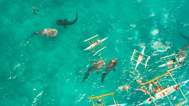 istock Oslob Whale Shark Watching in Philippines, Cebu Island. 1459854904