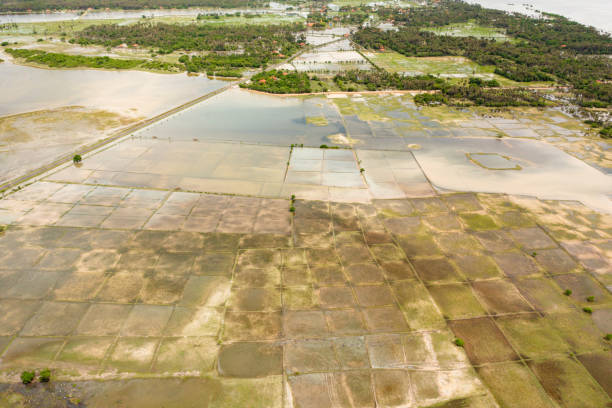 istock Agricultural land in Sri Lanka. 1459855933