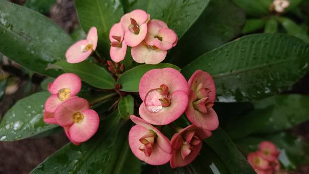 istock Pink beauty flower in the morning 1459856885