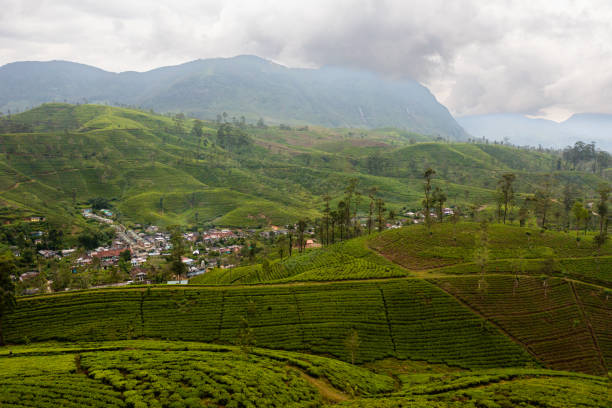 istock Tea plantation on top of mountain. 1459857123