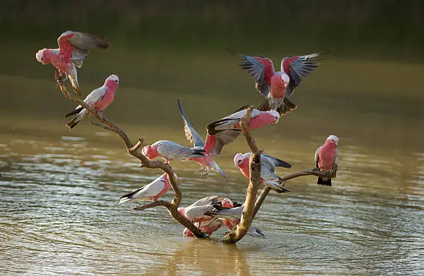 pink galahs drinking on Cooper Creek South Australia