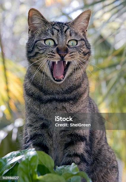 Foto de Gato Selvagem e mais fotos de stock de Gato doméstico - Gato doméstico, Sibilação, Animal selvagem