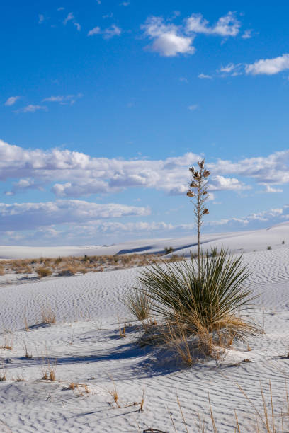 istock Soaptree Yucca in Dunes at White Sands National Park (New Mexico) 1459860324