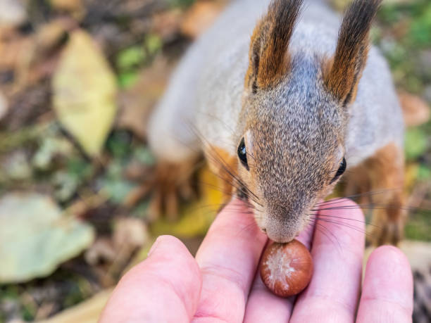 istock A squirrel in the autumn eats nuts from a human hand. Eurasian red squirrel, Sciurus vulgaris 1459862116