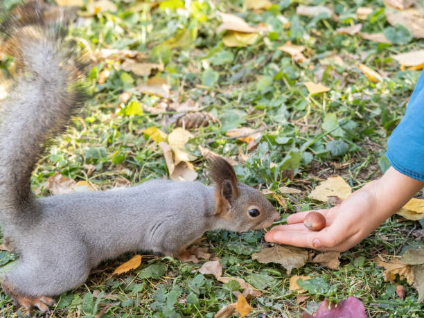 istock A squirrel in the autumn eats nuts from a human hand. Eurasian red squirrel, Sciurus vulgaris 1459862126