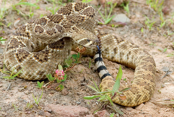 istock Snake-Western diamondback rattlesnake 145986288