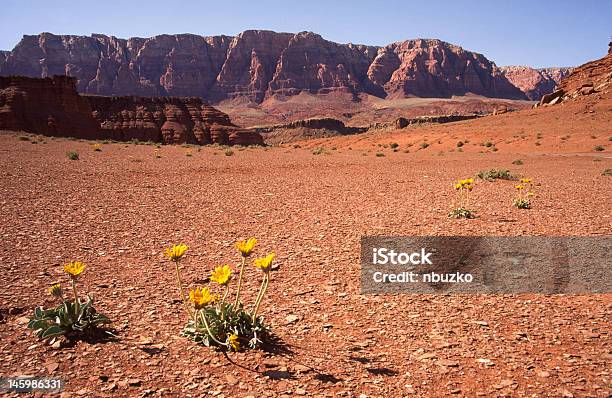 Desert Kwiaty W Northern Arizona - zdjęcia stockowe i więcej obrazów Bez ludzi - Bez ludzi, Czerwony, Elastyczność