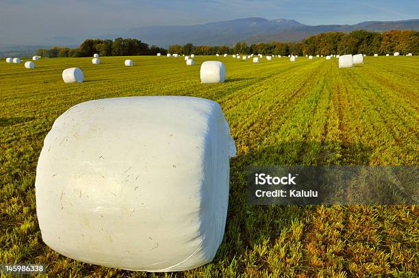 Silage Bales - Fotografie stock e altre immagini di Agricoltura - Agricoltura, Ambientazione esterna, Balla di fieno