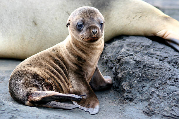 A picture of a baby sea lion sitting Sea Lion Puppy, Galapagos Islands seal pup stock pictures, royalty-free photos & images