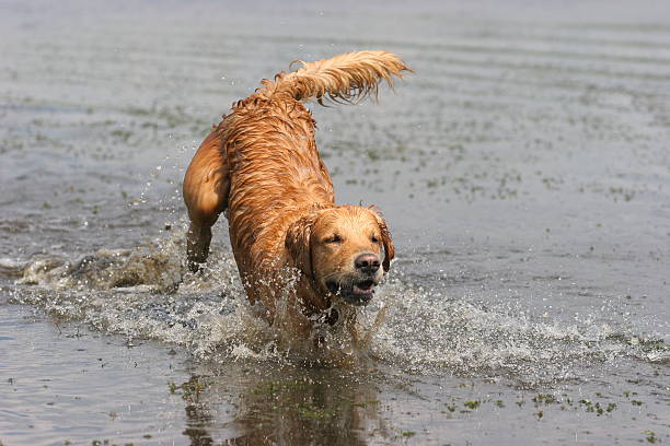 istock Golden retriever in water 145986350