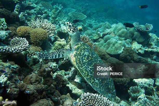 Birdbilled Turtle Stock Photo - Download Image Now - Kemp's Ridley Turtle, Réunion - French Overseas Territory, Turtle