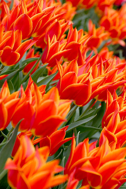 Colorful tulips stock photo