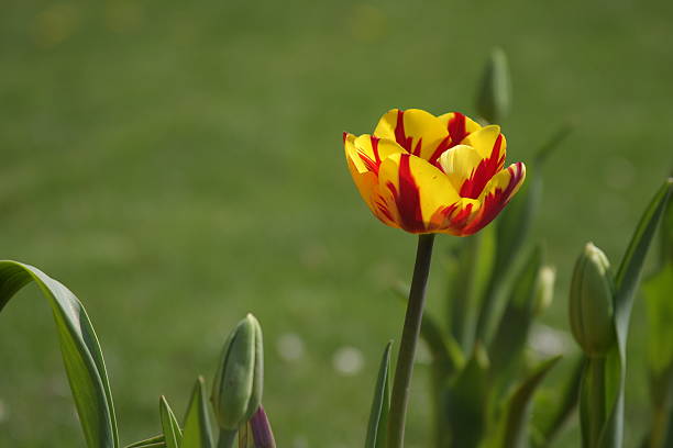 Tulips in the sunlight stock photo