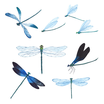 Set Dragonfly Dragonfly with detailed wings isolated on white background. Watercolor hand drawn realistic flying insect llustration for design banner, poster.