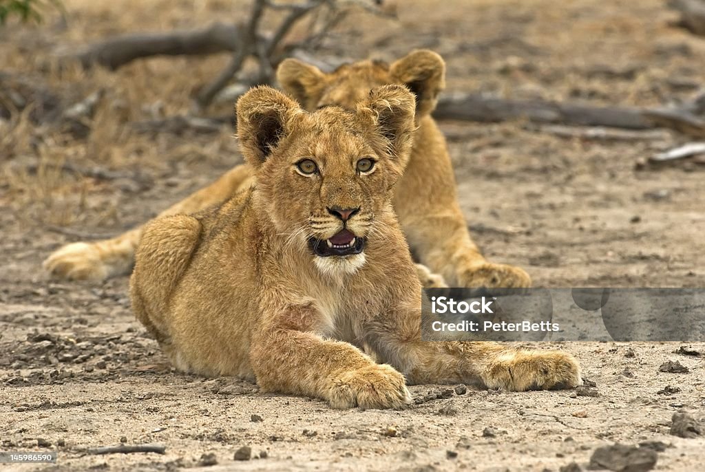 Biyamiti Lions Two cute cubs watch the photographer Africa Stock Photo