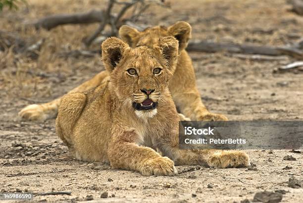 Biyamiti Lions Stock Photo - Download Image Now - Africa, Animal, Assertiveness