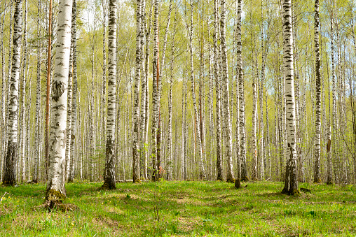 Birch forest or birch grove. Spring forest nature landscape, springtime woodland panoramic view