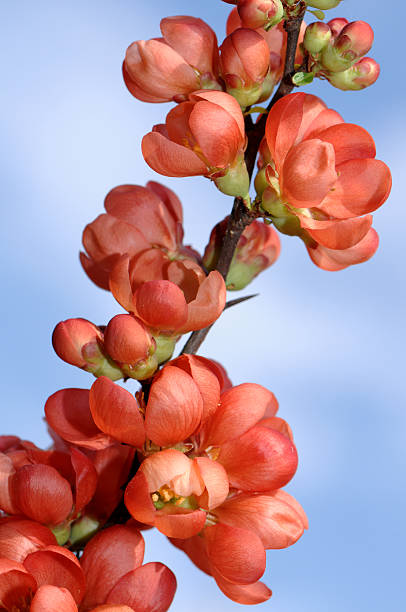 Blossom stock photo