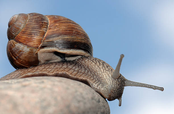 Snail stock photo