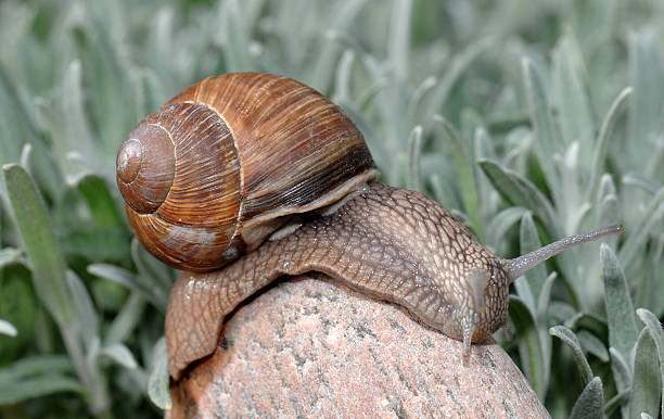 Snail stock photo