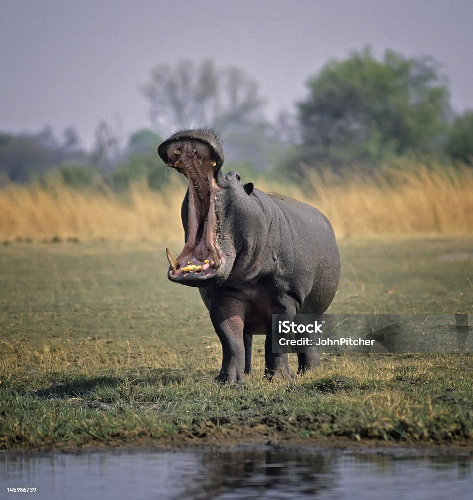 Africa-Hippopotamus Hippopotamus threat display. Caught out of water threatening the photographer Africa Stock Photo