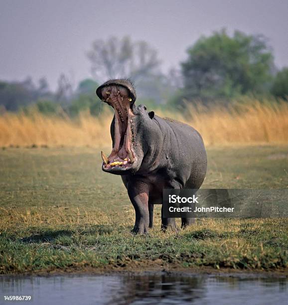 Africahippopotamus Stock Photo - Download Image Now - Africa, Animal, Animal Wildlife