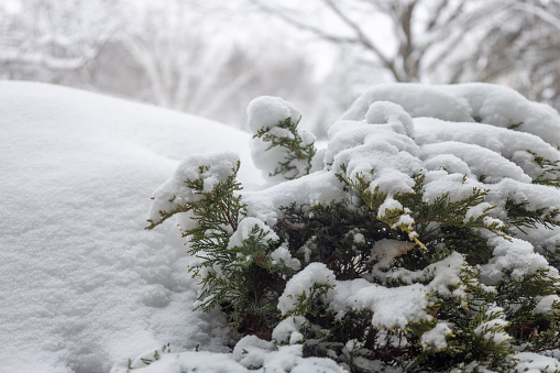 This image shows a close-up view of a snow covered juniper bush following a winter blizzard.