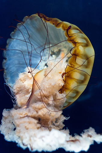 Jellyfish floating in a dark tank closeup abstract