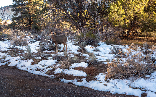Young deer roaming inside Zion National Park during winter in snow at Utah USA