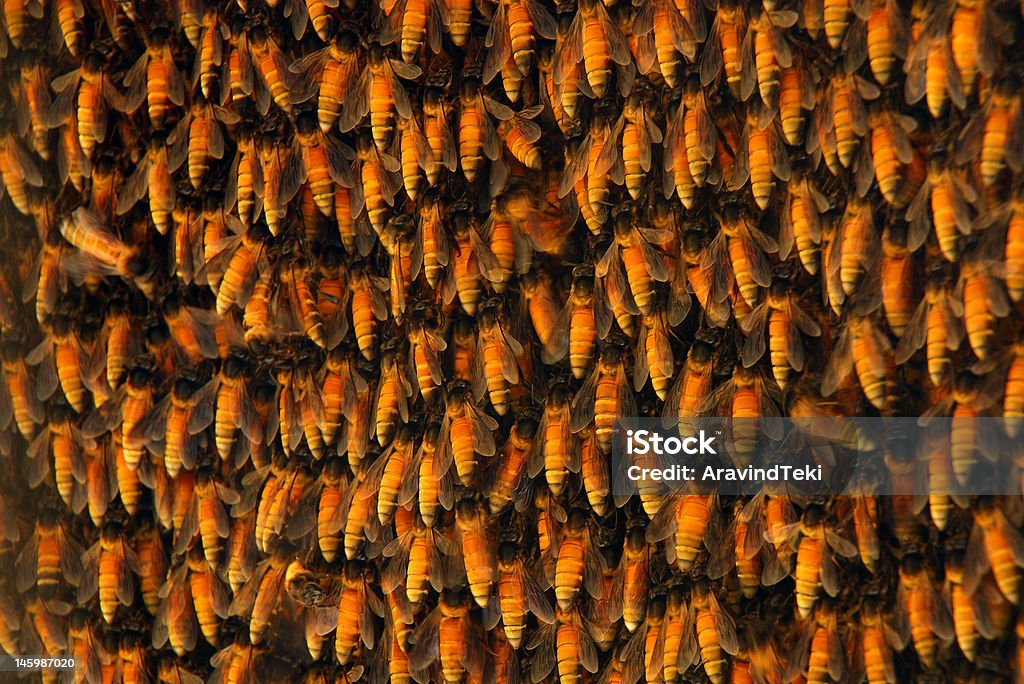 Pszczoła wydzieleniu działu przewozów lotniczych - Zbiór zdjęć royalty-free (Fotografika)