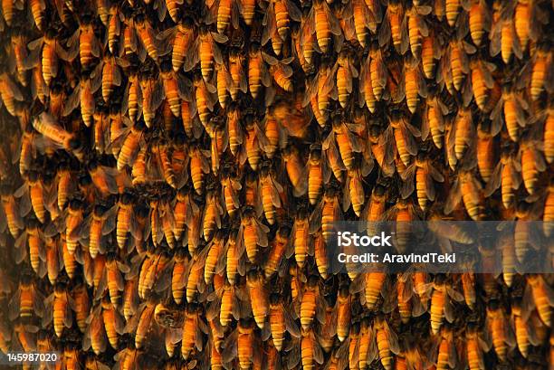 Pszczoła Wydzieleniu Działu Przewozów Lotniczych - zdjęcia stockowe i więcej obrazów Fotografika - Fotografika, Gniazdo zwierzęce, Grupa etniczna subkontynentu indyjskiego