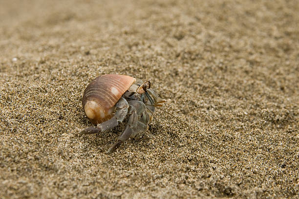 shell animal sur la plage - Photo