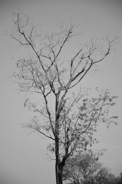 The Black tree When I was traveling I saw this dry tree without leaf looks interesting, so I took this picture in Monochrome looks very beautiful kishore kumar stock pictures, royalty-free photos & images