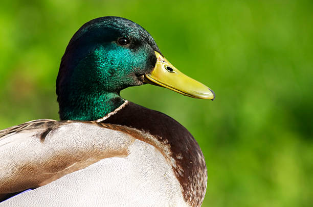 istock Male mallard duck 145987242
