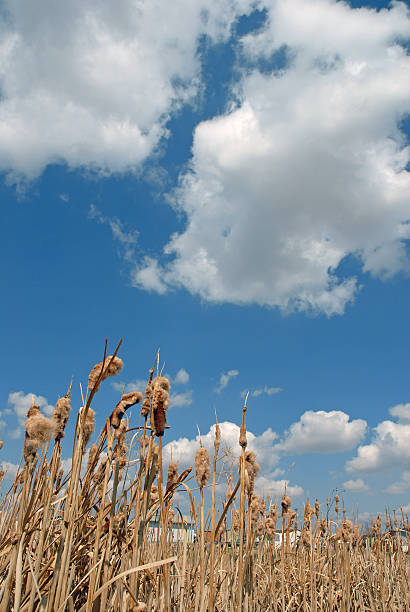 Cat tails and the sky stock photo