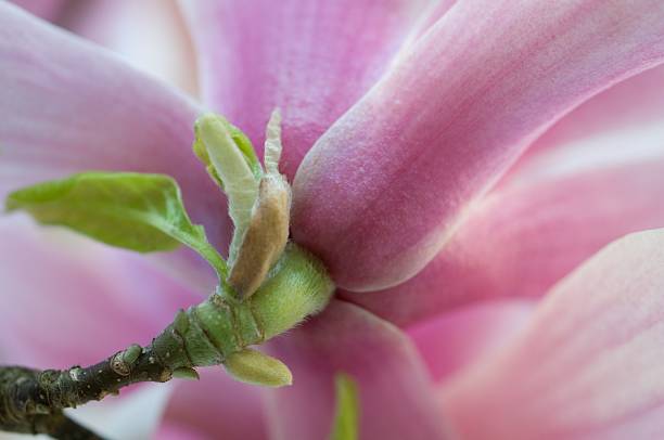 マグノリアの花 - magnolia pink flower isolated ストックフォトと画像