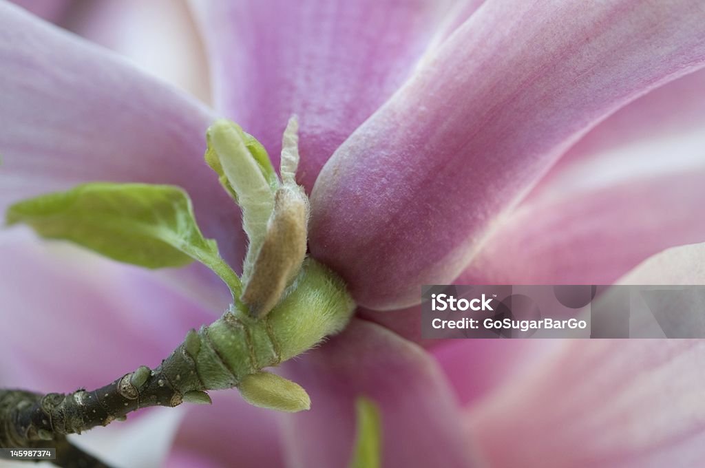 Magnolia Blossom magnolia blossom in the morning, macro Beauty Stock Photo