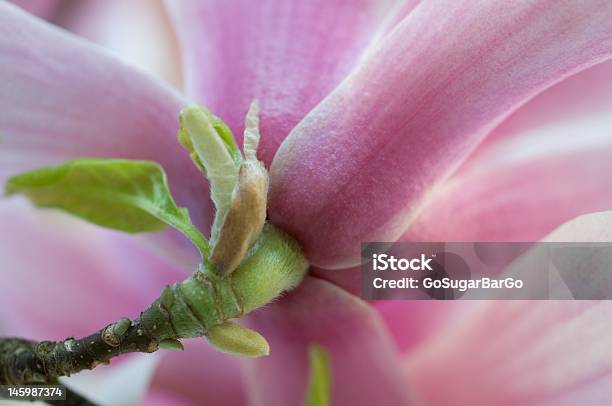 Magnolia Blossom Stock Photo - Download Image Now - Beauty, Beauty In Nature, Blossom