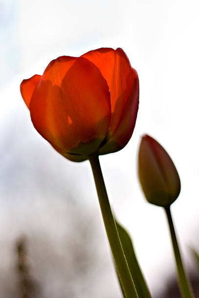 istock Two red tulips with shallow depth of field 145987453