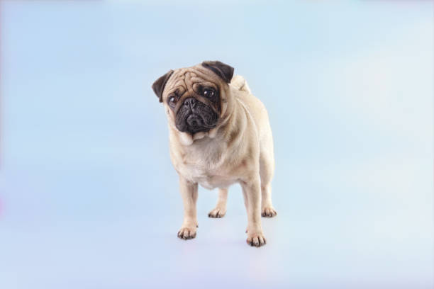 istock A beautiful Pug dog stands and looks forward. Front view 1459876378