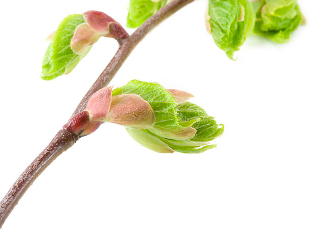 istock Blossom out linden (lime) tree Leaves 145987665
